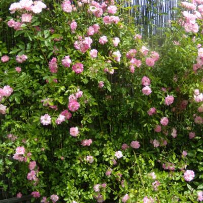 ROSA BANKSIA ROSEA (PINK) 10LT