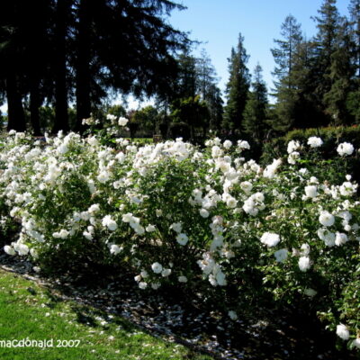 ROSE ICEBERG 10LT