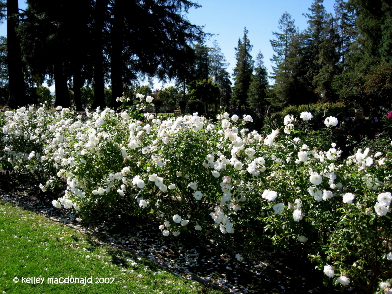 ROSE ICEBERG 10LT
