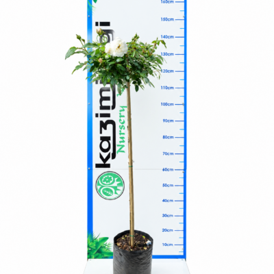 ROSE ICEBERG STANDARD 10LT
