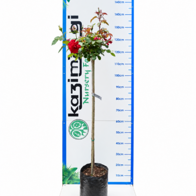 ROSE SATCHMO STANDARD 10LT