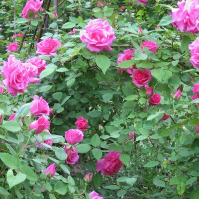 ROSE BUSH 10LT