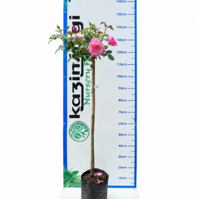 ROSE SIMPLICITY STANDARD 10LT