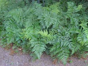 RUMOHRA ADIANTIFORMIS 2.5LT
