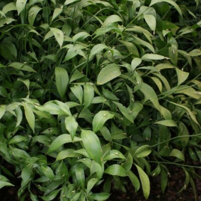 RUSCUS HYPOGLOSSUM 2,5LT