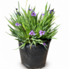 SISYRINCHIUM GRAMINOIDES 1LT