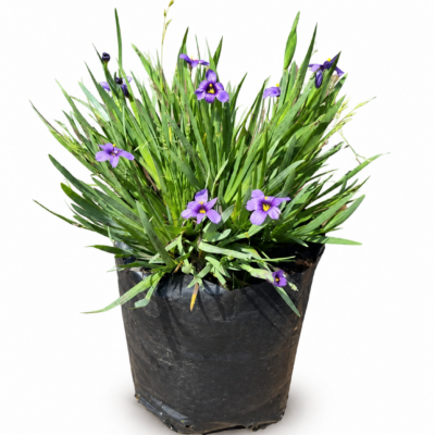 SISYRINCHIUM GRAMINOIDES 1LT