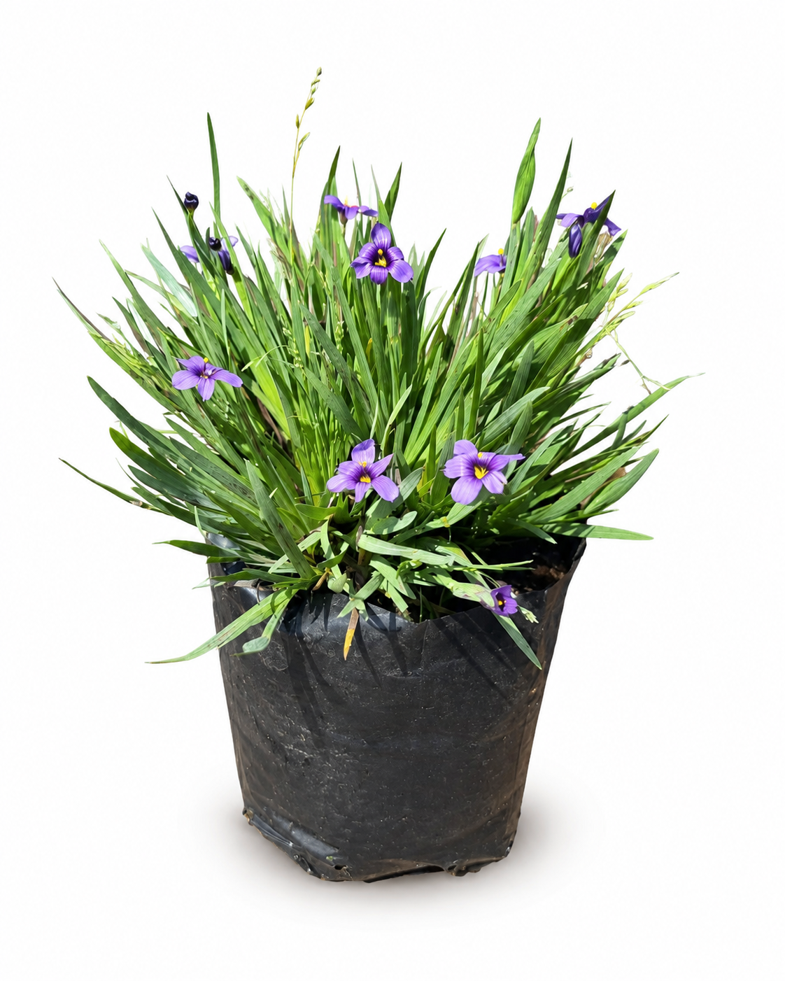 SISYRINCHIUM GRAMINOIDES 1LT