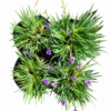 SISYRINCHIUM GRAMINOIDES 1LT - Image 2