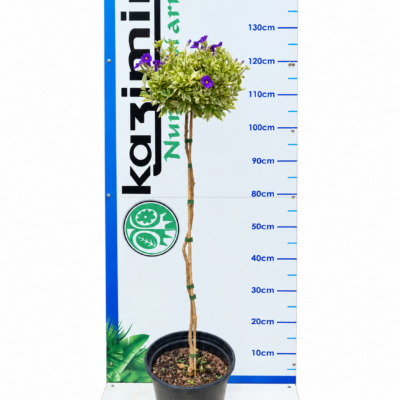 SOLANUM RANTONETTI VARIEGATA STANDARD 10LT