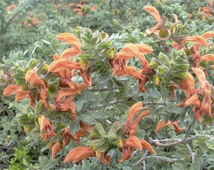 SALVIA AFRICANA LUTEA 2,5LT