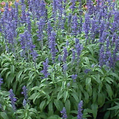 SALVIA BEES BLUE 2,5LT