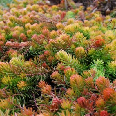 SEDUM ANGELINA 15CM POT