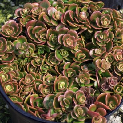 SEDUM CORAL REEF 15CM POT