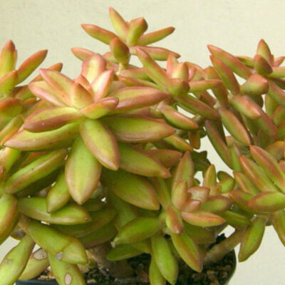 SEDUM NUSSBAUMERIANUM 15CM POT