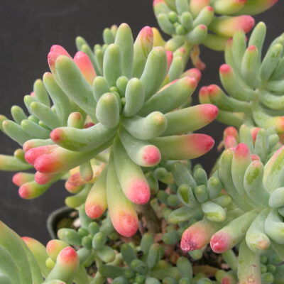 SEDUM REFLEXUM 15CM POT