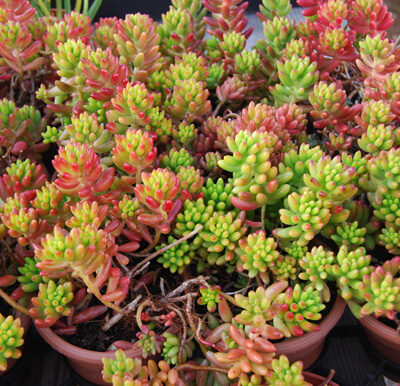 SEDUM RUBROTINCTUM JELLY BEAN 15CM POT