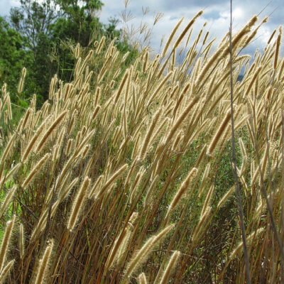SETARIA MEGAPHYLLA 1OLT