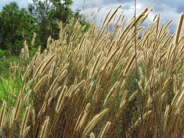SETARIA MEGAPHYLLA 2.5LT