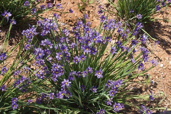 SISYRINCHIUM GRAMINOIDES 1LT