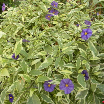 SOLANUM RANTONETTI VARIEGATA STANDARD 10LT
