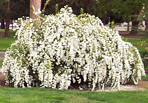 SPIRAEA CANTONENSIS FLORA PLENA 10LT