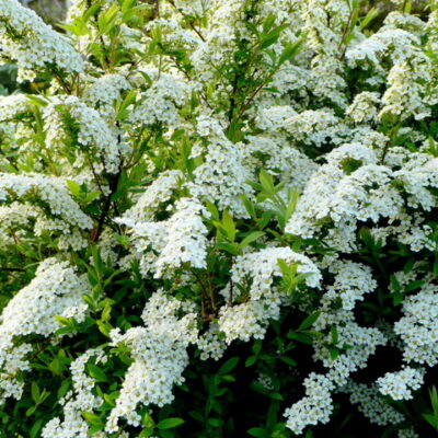 SPIRAEA ARGUTA 10LT