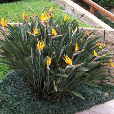 STRELITZIA REGINAE 10LT