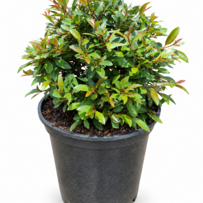 SYZIGIUM PANICULATUM BALLS 10LT
