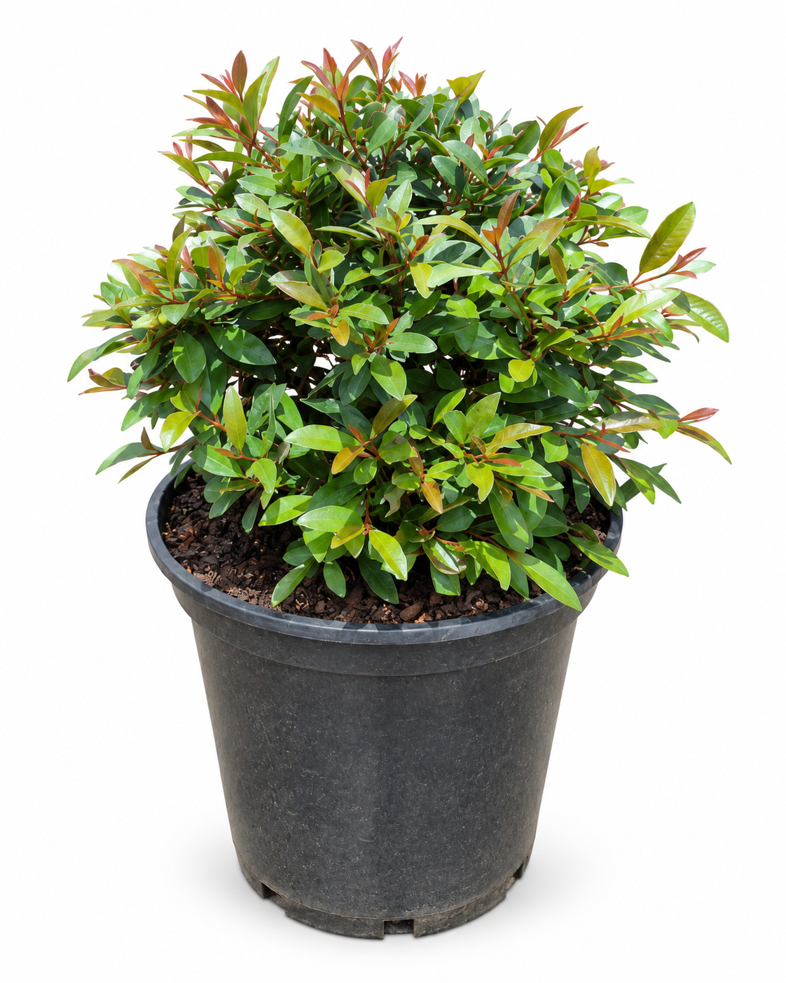 SYZIGIUM PANICULATUM BALLS 10LT