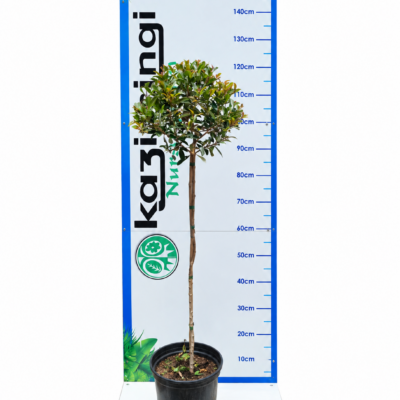 SYZIGIUM PANICULATUM SHORT STANDARD 10LT