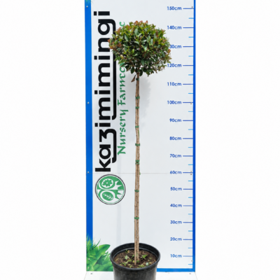 SYZIGIUM PANICULATUM TALL STANDARD 10LT