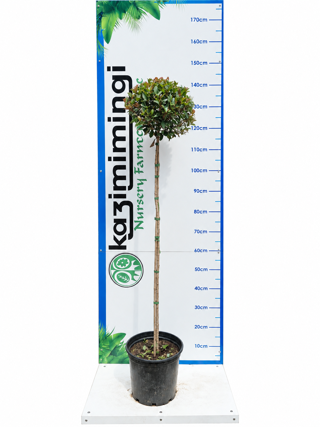 SYZIGIUM PANICULATUM TALL STANDARD 10LT