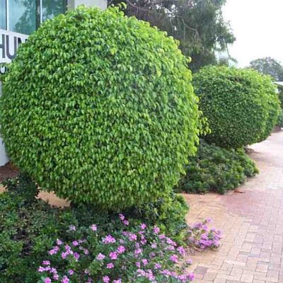 SYZIGIUM PANICULATUM 100LT