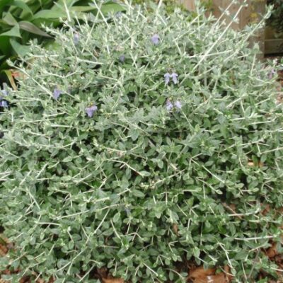 TEUCRIUM FRUTICANS 2,5LT