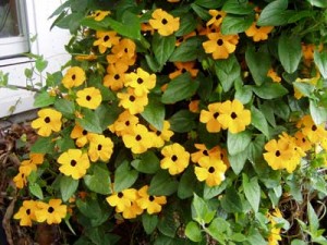 THUNBERGIA ALATA BLACK EYE SUSIE  2,5LT