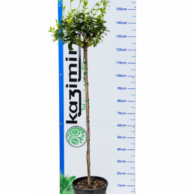 TRACHELOSPERMUM JASMINOIDES STANDARD 10LT