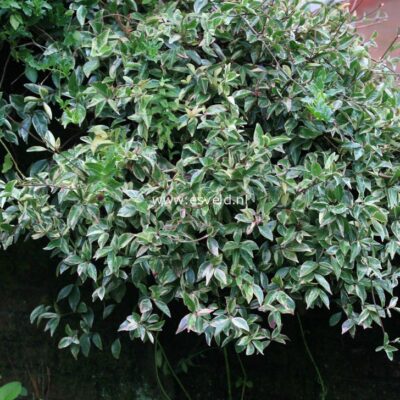 TRACHELOSPERMUM JASMINOIDES VARIEGATA 10LT