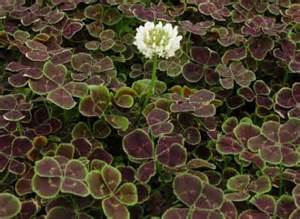 TRIFOLIUM REPENS 1LT