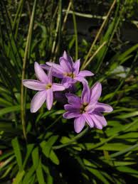 TULBAGHIA FRAGRANS 1LT