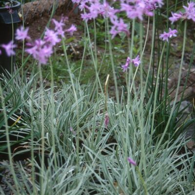 TULBAGHIA SILVER LACE  1LT
