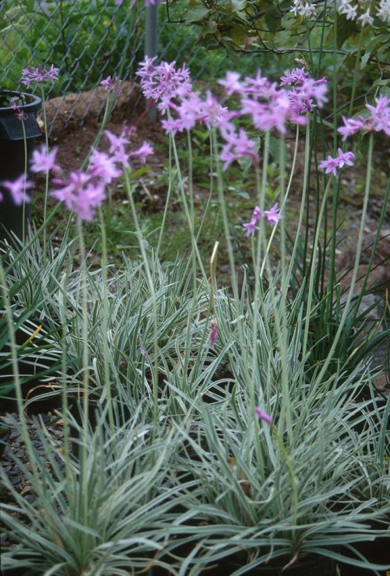 TULBAGHIA SILVER LACE 1LT