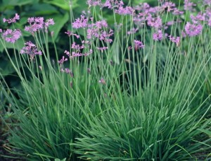 TULBAGHIA VIOLACEA 1LT