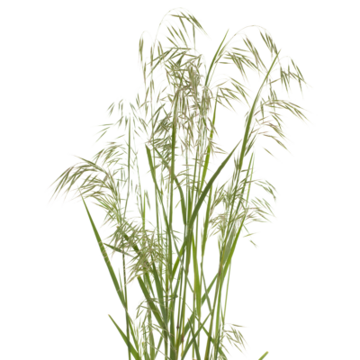 ELEGIA TECTORUM  2.5LT
