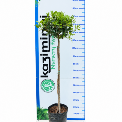 VIBURNUM ODOR.SINENSIS STANDARD 10LT