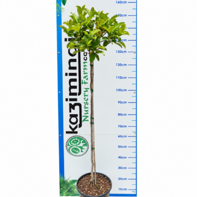 VIBURNUM TINUS LUCIDUM STANDARD 10LT