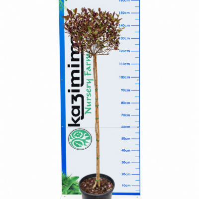 VITEX PURPUREA STANDARD 10LT