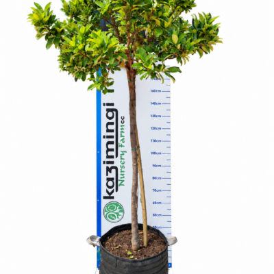 VIBURNUM ODOR.SINENSIS STANDARD 100LT