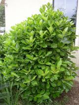 VIBURNUM ODOR.SINENSIS 100LT
