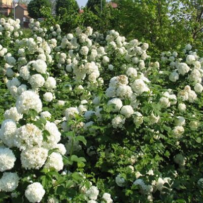 VIBURNUM OPULUS STERILE SNOWBALL 10LT